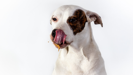 Why Does My Dog Lose Their Mind Over Certain Foods?