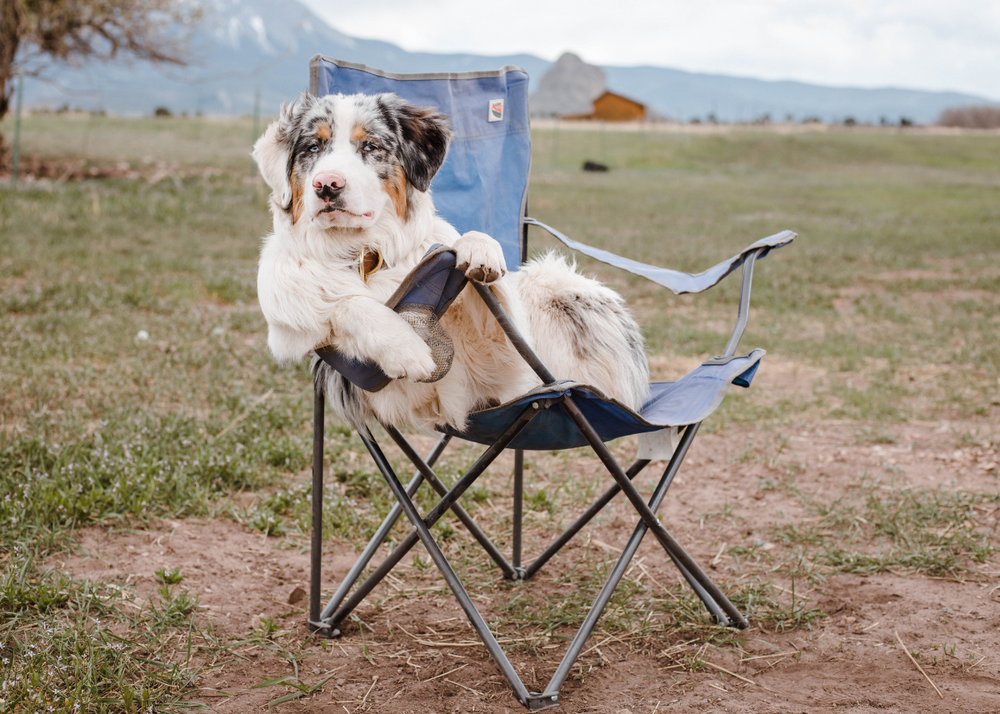 Road Tripping with your dog: Your Checklist to Prepare for a Pawesome Car and Camping Adventure