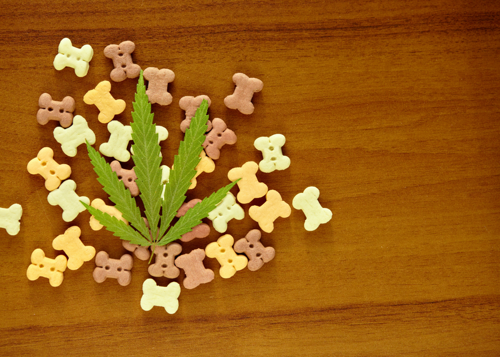 Exploring the Power of CBD for Your Furry Friend