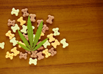 Exploring the Power of CBD for Your Furry Friend