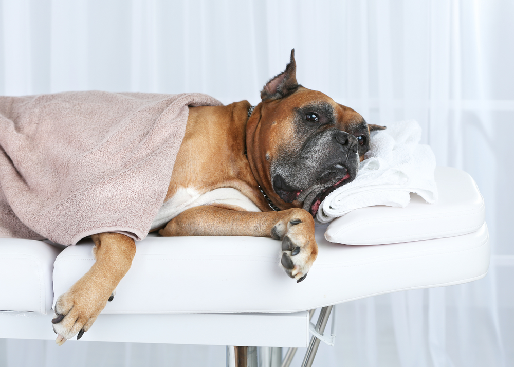 Holistic Dog Health: Top Holistic Therapies for Happy, Healthy Pups