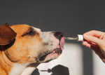 The Ultimate Guide to Enhancing Your Dog's Health with Supplements like Fish Oil and Hemp Oil
