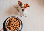 Why Dry Dog Food Might Not Cut It Anymore