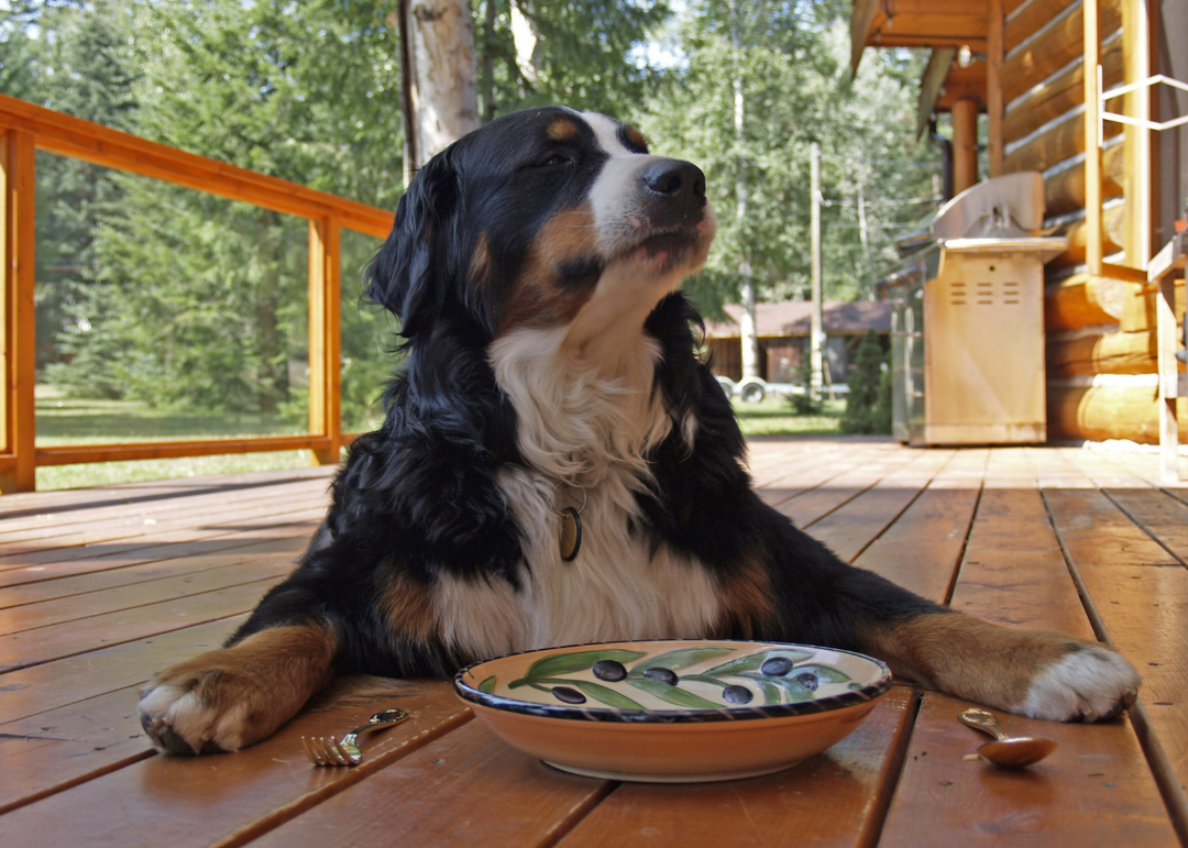 Easy Arthritis Relief: Feed Your Dog Right with These Joint-Loving Foods!