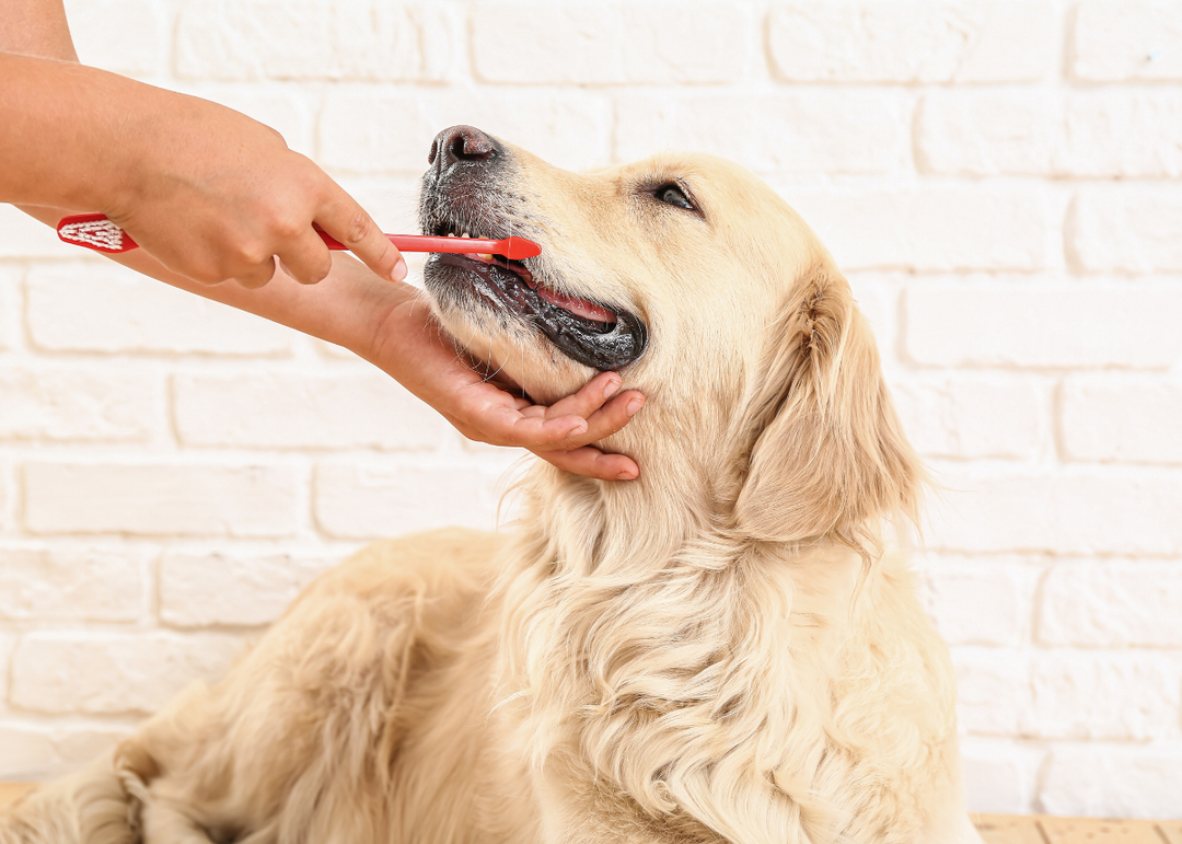 Grin and Win: A Guide to Pet Dental Health