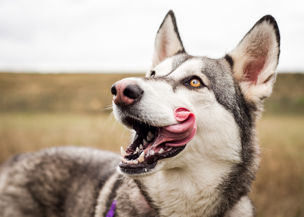 Why Does My Dog Lick Their Mouth? – Doggy Grub