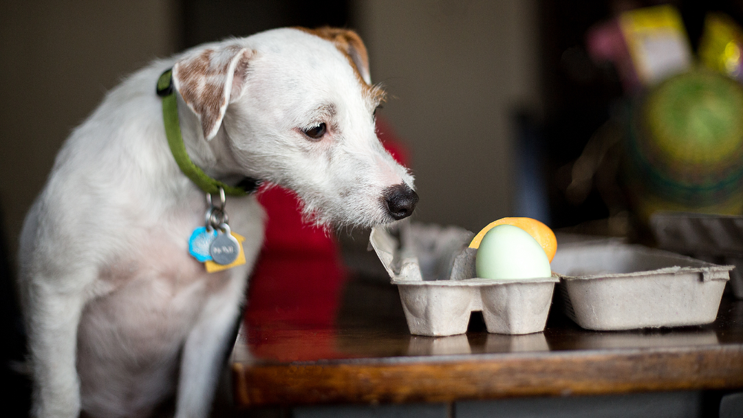 What to do when your dog eats chocolate