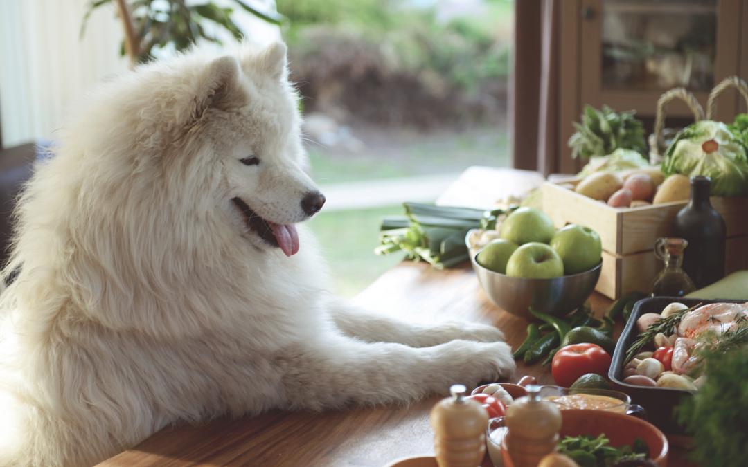 Cooking for your dog: is it safe?