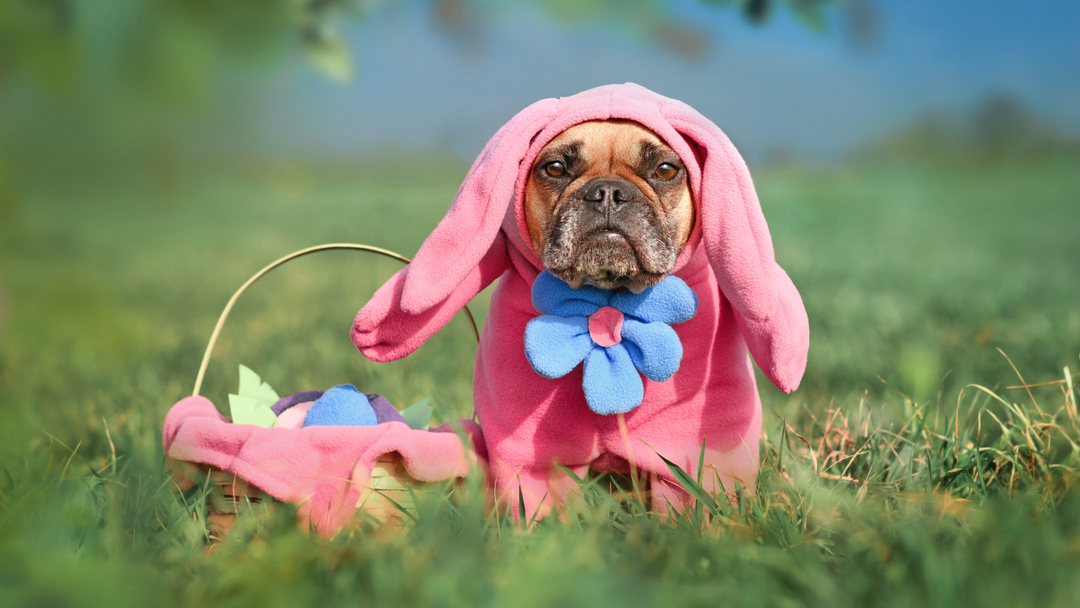 Easter Celebrations with Your Dog: Fun Ideas and Safety Tips
