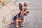 Yorkshire terrier on a red leash