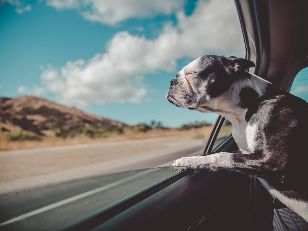 Dog sticking his head out of a car window- Travelling with pets