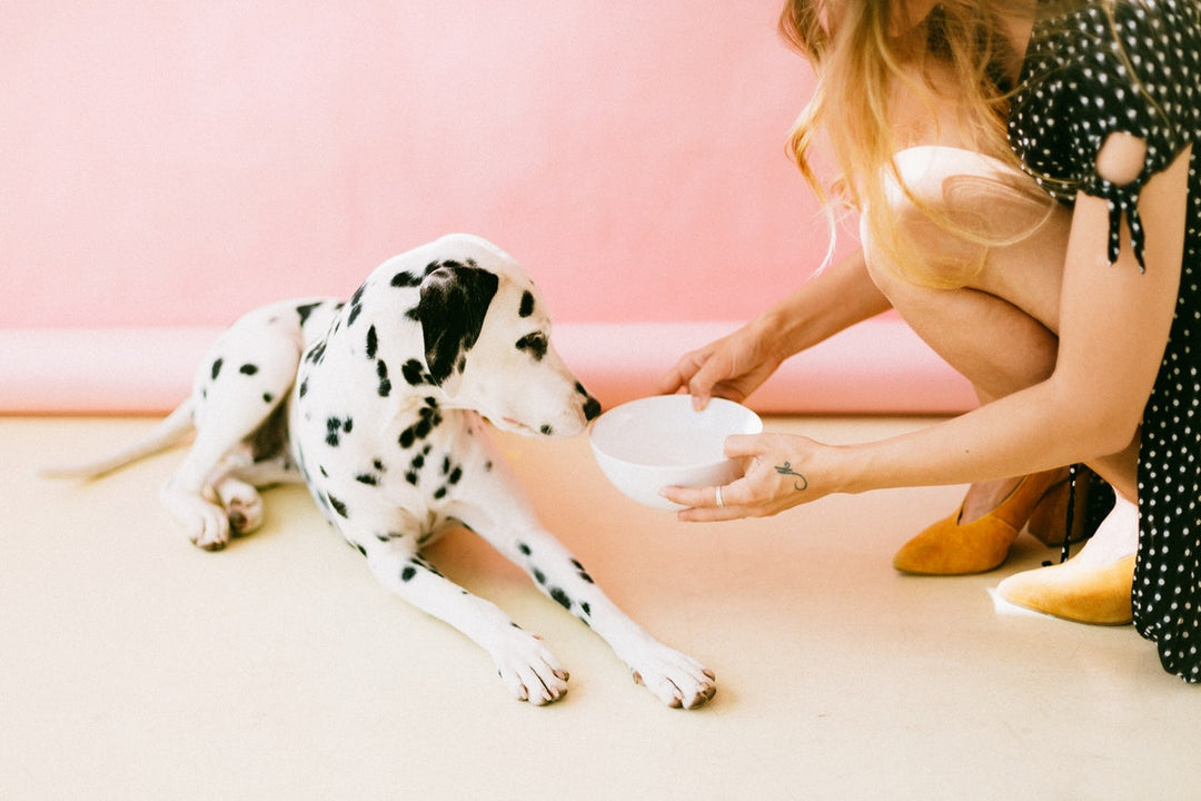 Women offering bowl of water to a dalmatian dog