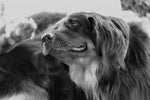 Black and white photo dog scratching 