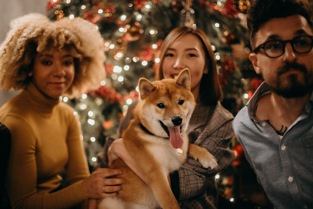Holiday gift guide for every type of dog lover!