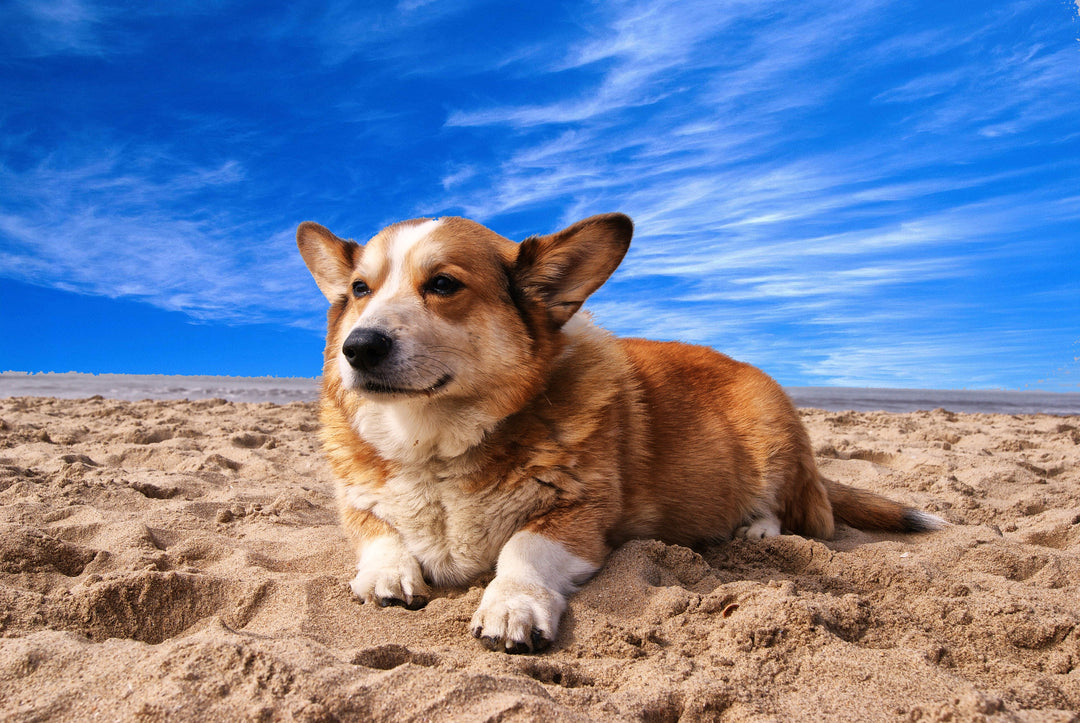 Slip, slop, slap: Sun protection for your dog