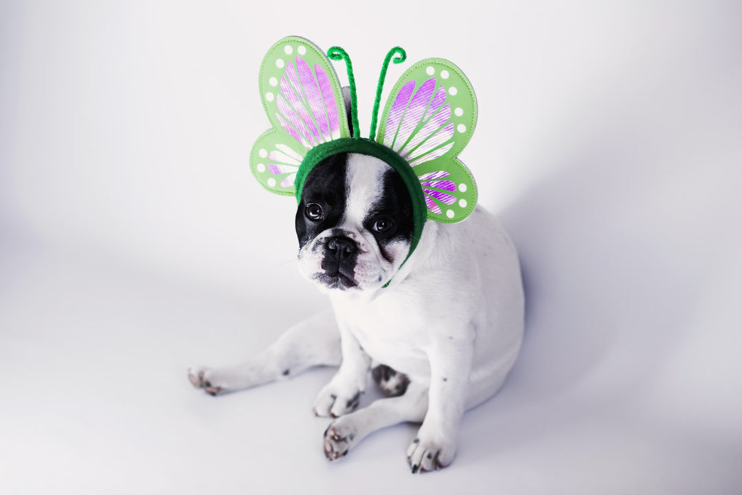 Fun Halloween costumes for your dog!