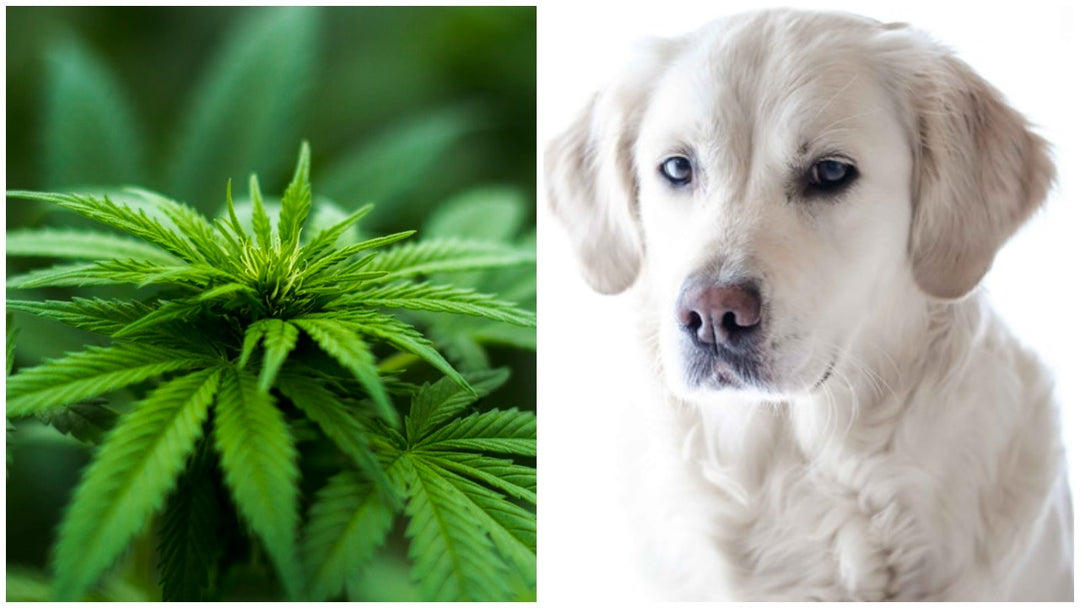 CBD oil for pets: all you need to know