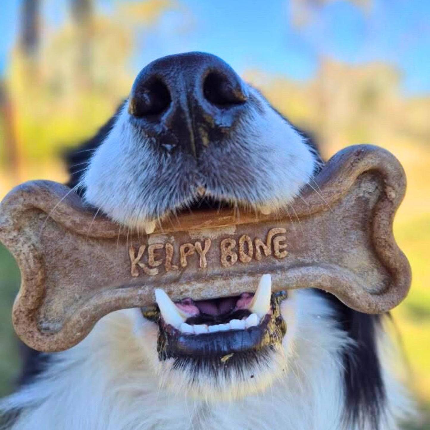 Kelpy Bone Chew Toy