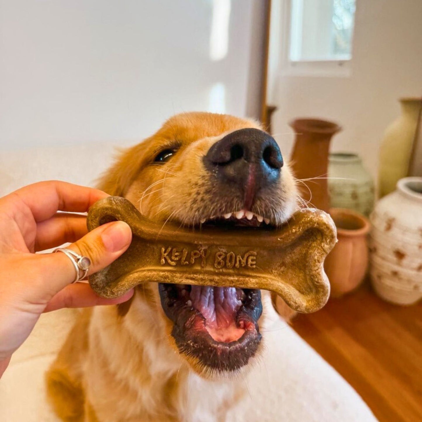 Kelpy Bone Chew Toy