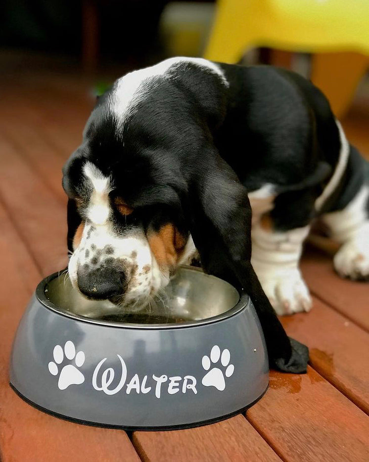 Doggy Grub