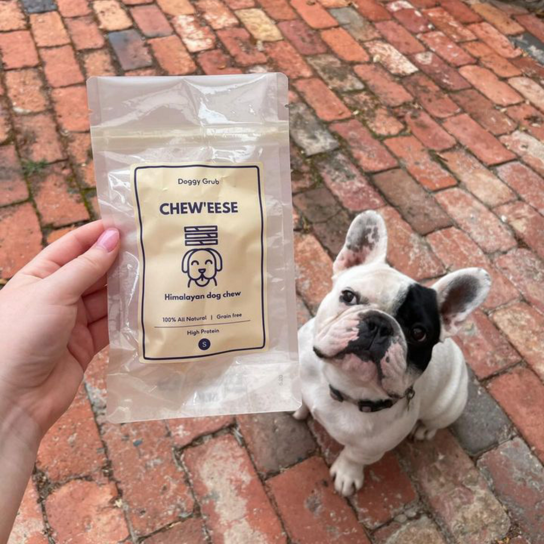 The owner of a french bulldog is holding up a pack of Chew'eese Himalayan cheese chew. The black and white bulldog is looking expectedly. 